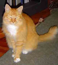kittibits3
